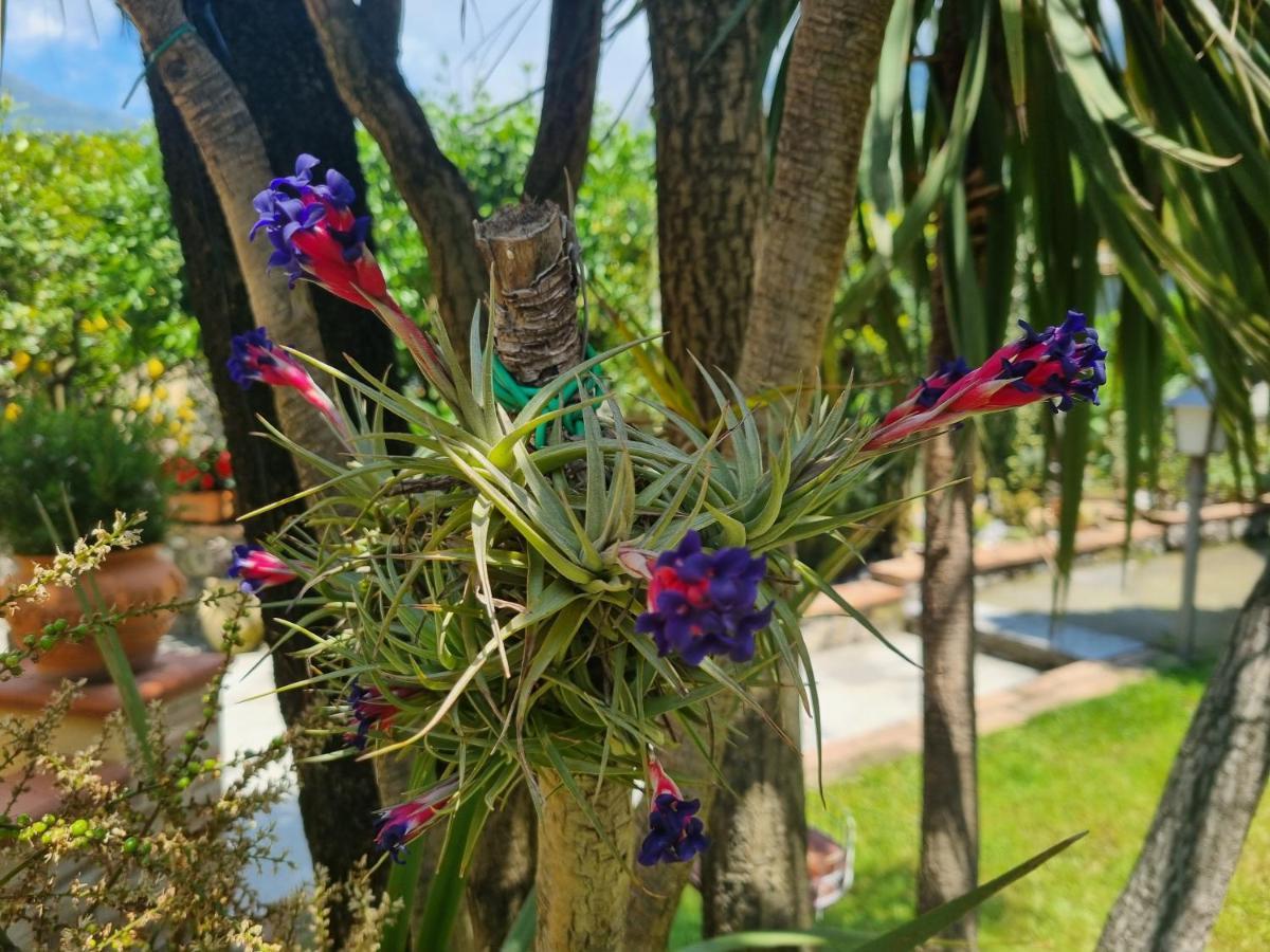 לינה וארוחת בוקר מראטיאה Il Ruscello מראה חיצוני תמונה